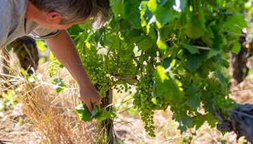 effeuillage-echardage