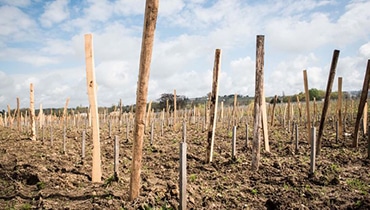 installation-plantes