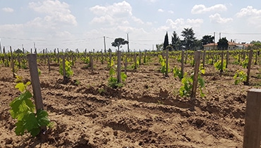 plantation-vignes