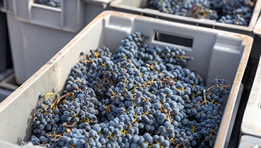 vendanges-manuelles-mecaniques-prestataire-bordeaux