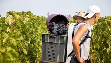 vendanges manuelles saint-emilion