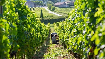 vendanges-vertes